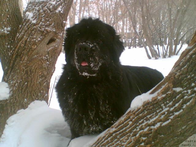 Фото: ньюфаундленд Ekselent Stil  iz Medvej'ego YAra (Екселент Стил  из Медвежьего Яра)