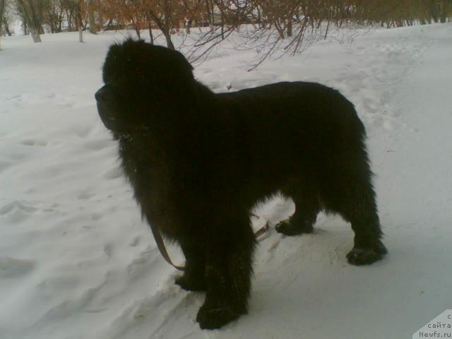 Фото: ньюфаундленд Ekselent Stil  iz Medvej'ego YAra (Екселент Стил  из Медвежьего Яра)