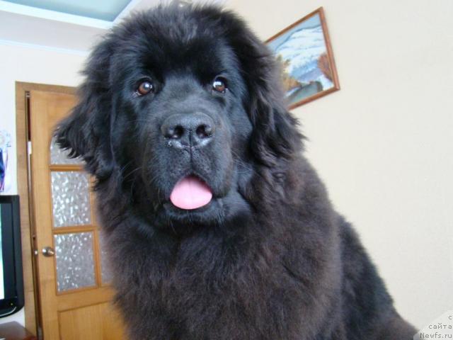 Фото: Сент Джонс Тендер Кисс оф Элли