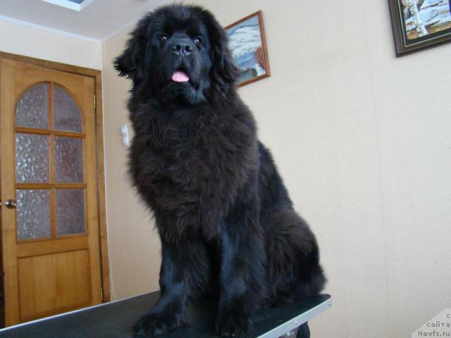 Фото: Сент Джонс Тенднр Кисс оф Элли