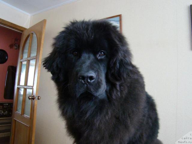 Фото: Сент Джонс Тендер Кисс оф Элли