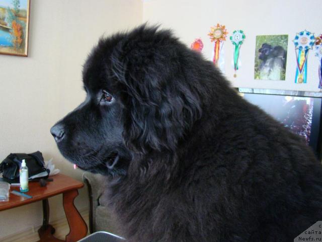 Фотография № 38369