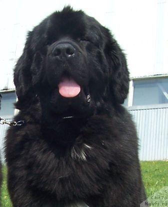 Фото: ньюфаундленд Sent Djons Esenin (Сент Джонс Есенин)