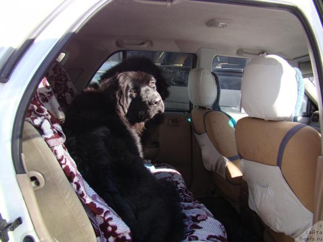 Фото: Сент Джонс Тендер Кисс оф Элли