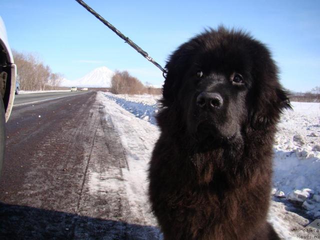 Фото: Сент Джонс Тендер Кисс оф Элли