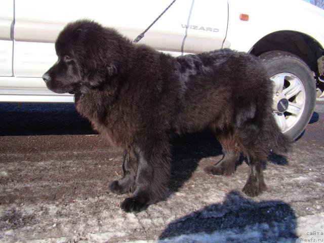 Фото: Сент Джонс Тендер Кисс оф Элли