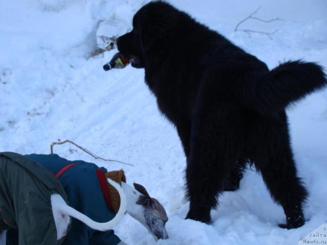 Фото: Сент Джонс Тендер Кисс оф Элли