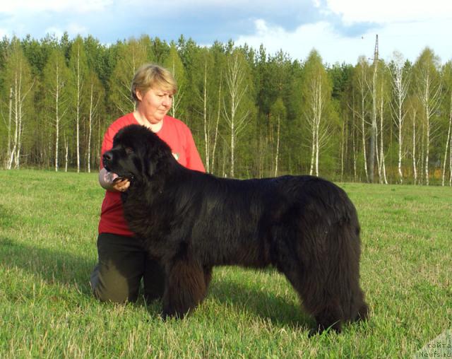 Фото: ньюфаундленд Akin Soul Sofiya (Акин Соул София), Tat'yana Prusova (Татьяна Прусова)