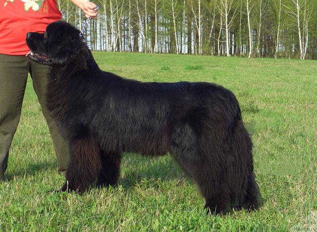 Фото: ньюфаундленд Akin Soul Sofiya (Акин Соул София)