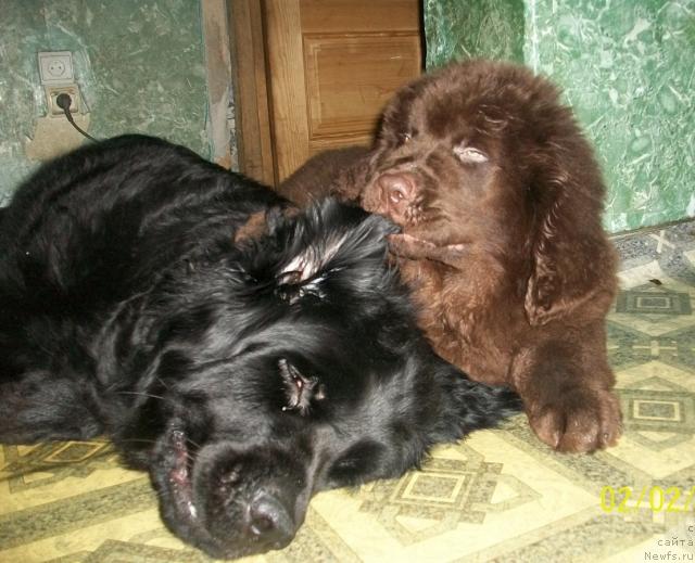 Фото: ньюфаундленд CHernyiy SHarm Amber Best Dog FO Marleon (Черный Шарм Амбер Бест Дог ФО Марлеон)