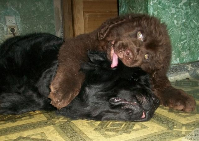 Фото: ньюфаундленд CHernyiy SHarm Amber Best Dog FO Marleon (Черный Шарм Амбер Бест Дог ФО Марлеон)