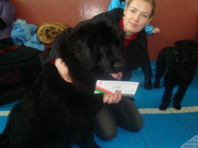 Фото: ньюфаундленд Lyubimaya Medvedica Moya (Любимая Медведица Моя), Irina Kez (Ирина Кез)