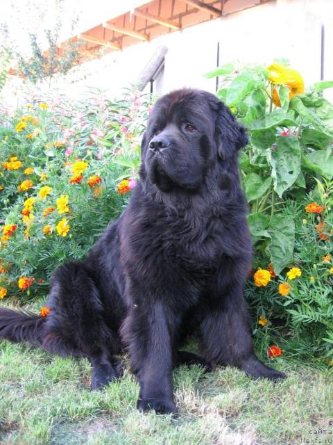 Фото: ньюфаундленд Laert Big Friend (Лаэрт Биг Френд)