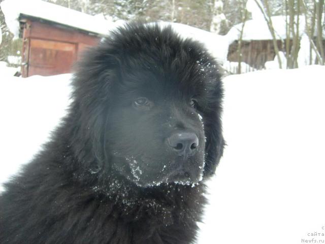 Фото: ньюфаундленд Aquatoriya Kelvin Kilimandzharo (Акватория Келвин Килиманджаро)