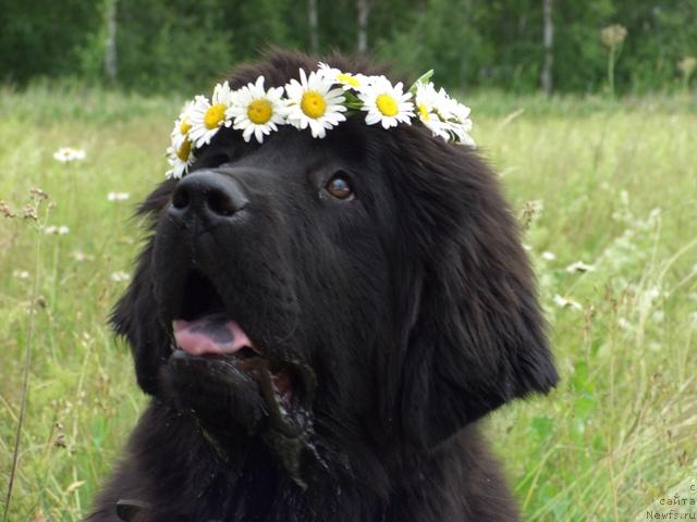 Фото: ньюфаундленд Akin Soul Sofiya (Акин Соул София)