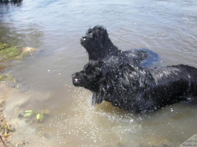 Фото: ньюфаундленд Yudzhiniya iz Medvejyego Yara (Юджиния из Медвежьего Яра), ньюфаундленд Virakochi  Traib (Виракочи Трайб)