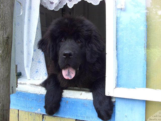 Фото: ньюфаундленд Akin Soul Sofiya (Акин Соул София)