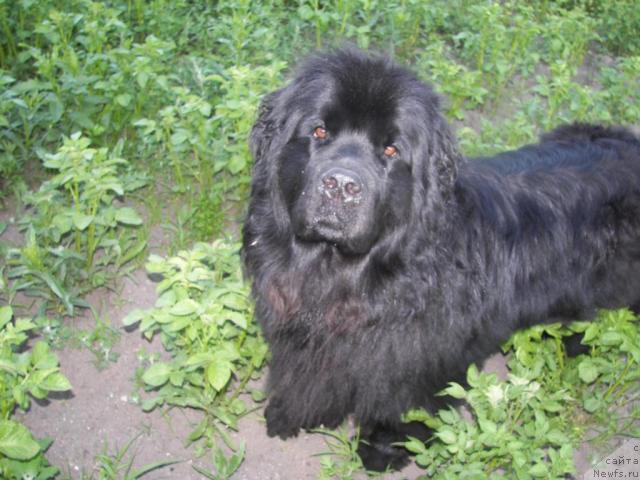 Фото: ньюфаундленд Yudzhiniya iz Medvejyego Yara (Юджиния из Медвежьего Яра)