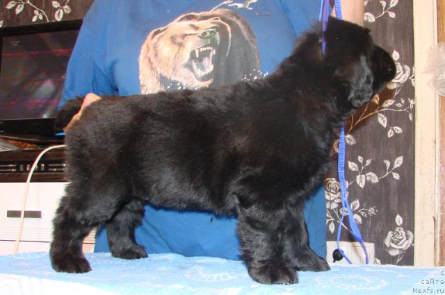 Фото: Щенок от, ньюфаундленд Demetra iz Medvej'ego YAra (Деметра из Медвежьего Яра)