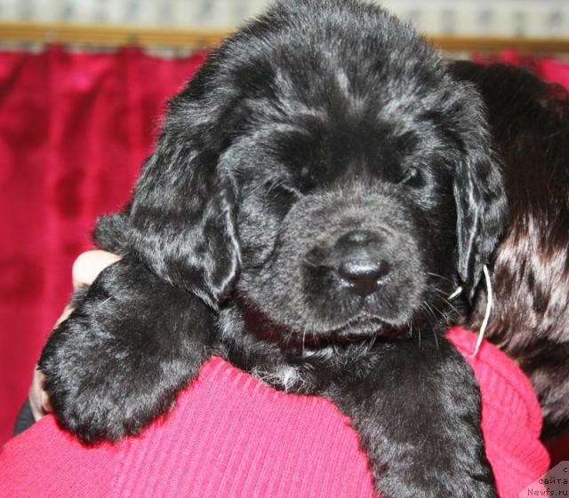 Фото: Щенок-кобель белая нитка от [d4325], ньюфаундленд Elefanta Brown iz Antagrada (Элефанта Браун из Антаграда)