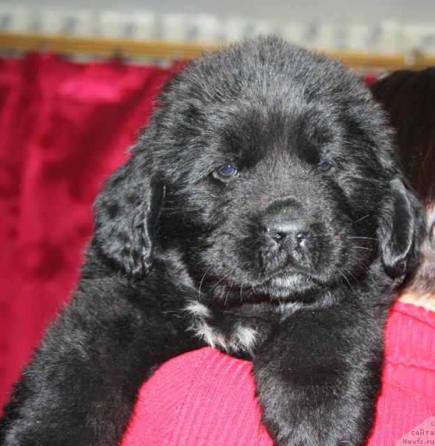 Фото: Щенок-кобель сиреневая нтка от [d4325], ньюфаундленд Elefanta Brown iz Antagrada (Элефанта Браун из Антаграда)