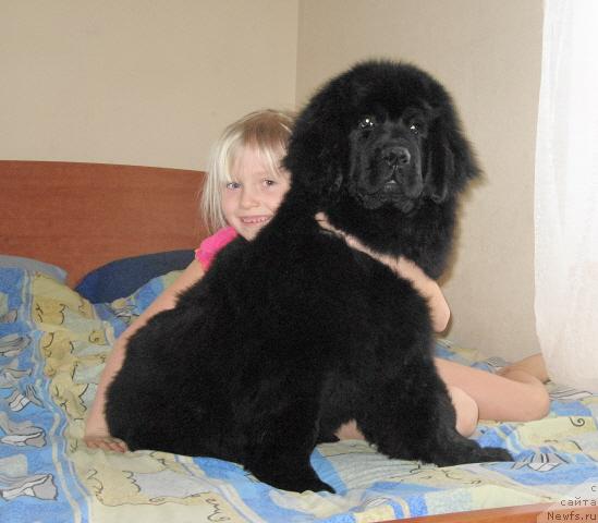 Фото: ньюфаундленд CHernyiy SHarm Alibi Lyubvi (Черный Шарм Алиби Любви)
