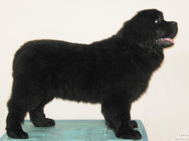 Фото: ньюфаундленд CHernyiy SHarm Alibi Lyubvi (Черный Шарм Алиби Любви)