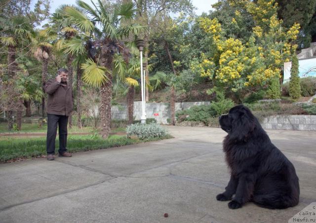 Фото: ньюфаундленд Potap Fidel' (Потап Фидель)