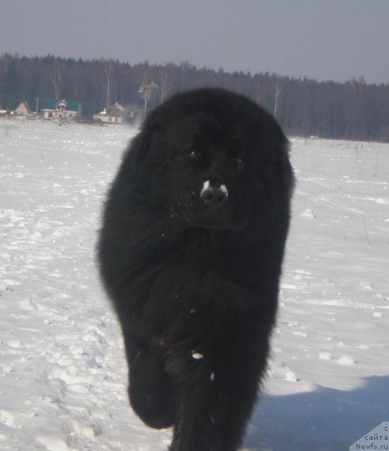Фото: ньюфаундленд Kenni (Кенни)