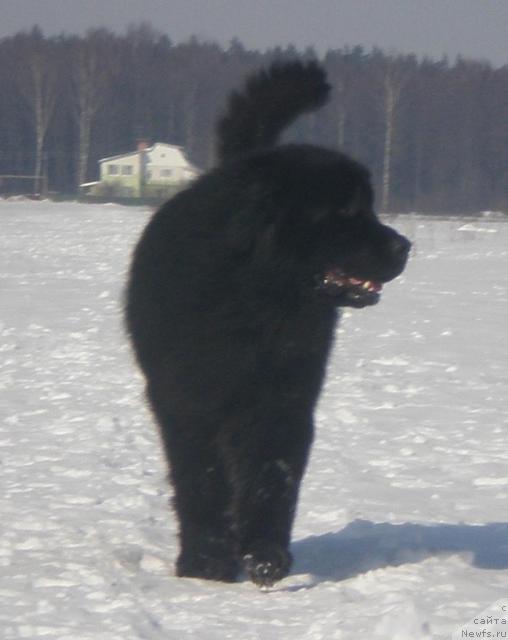 Фото: ньюфаундленд Kenni (Кенни)