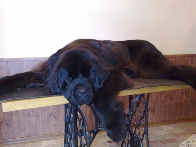 Фото: ньюфаундленд Smigar Nimfeya Neotrazimaya (Смигар Нимфея Неотразимая)