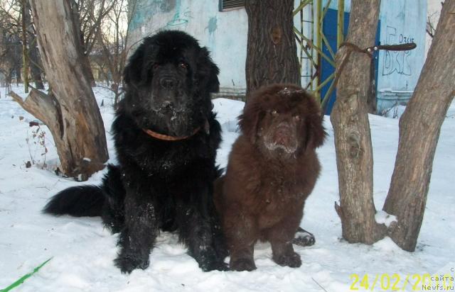 Фото: ньюфаундленд CHernyiy SHarm Amber Best Dog FO Marleon (Черный Шарм Амбер Бест Дог ФО Марлеон), ньюфаундленд Carevich Imperii N'yuf ot Marleon Dusvik (Царевич Империи Ньюф от Марлеон Дусвик)