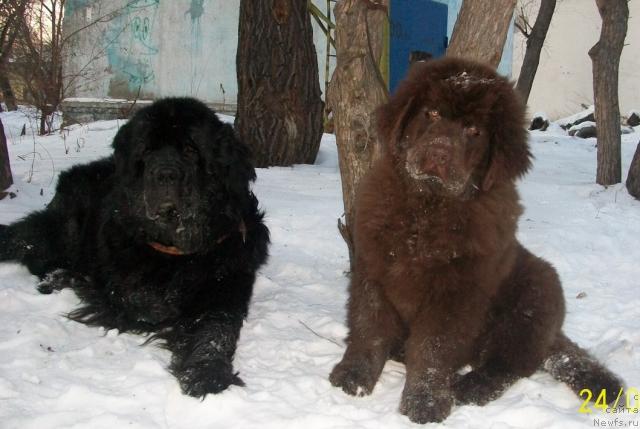 Фото: ньюфаундленд Carevich Imperii N'yuf ot Marleon Dusvik (Царевич Империи Ньюф от Марлеон Дусвик), ньюфаундленд CHernyiy SHarm Amber Best Dog FO Marleon (Черный Шарм Амбер Бест Дог ФО Марлеон)