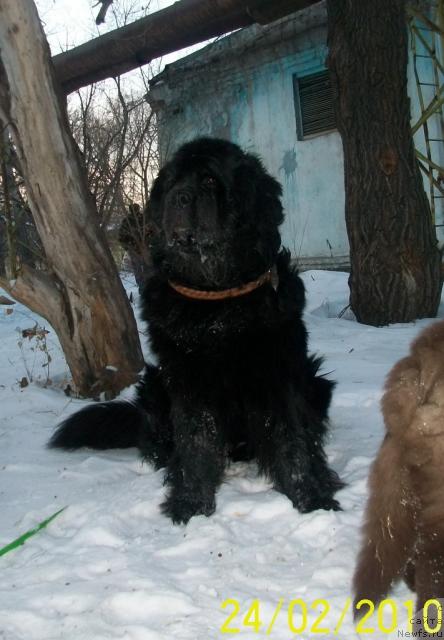 Фото: ньюфаундленд Carevich Imperii N'yuf ot Marleon Dusvik (Царевич Империи Ньюф от Марлеон Дусвик)