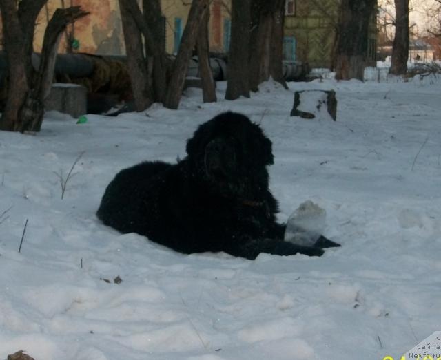 Фото: ньюфаундленд Carevich Imperii N'yuf ot Marleon Dusvik (Царевич Империи Ньюф от Марлеон Дусвик)