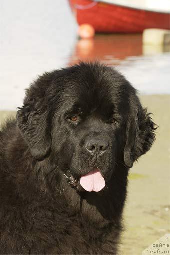 Фото: ньюфаундленд Spring Creeks Dolce Stil Nuovo