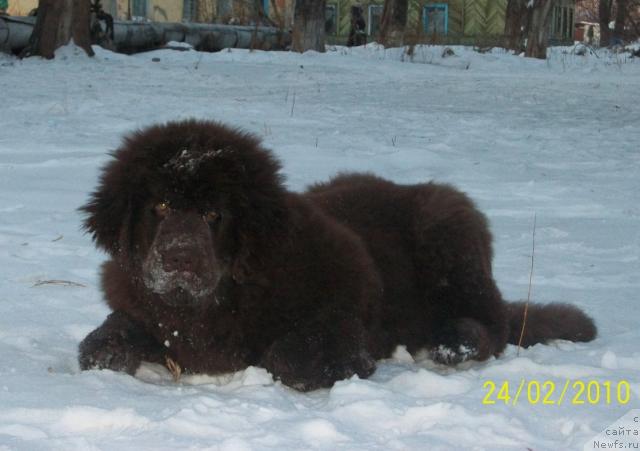 Фото: ньюфаундленд CHernyiy SHarm Amber Best Dog FO Marleon (Черный Шарм Амбер Бест Дог ФО Марлеон)