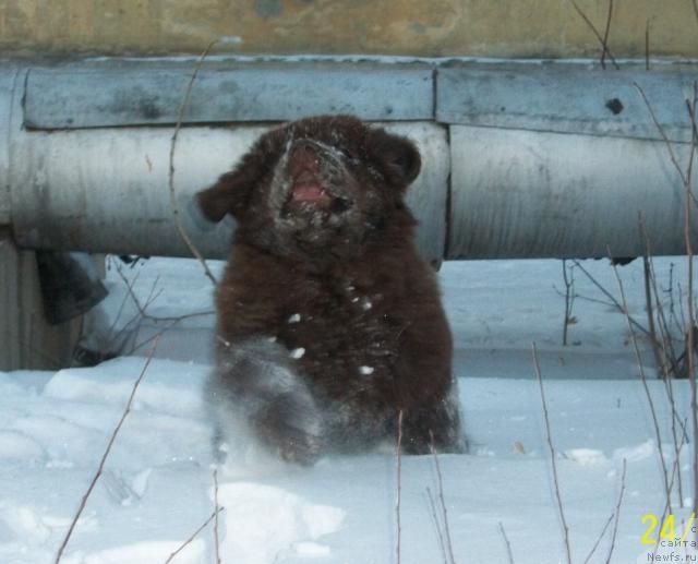 Фото: ньюфаундленд CHernyiy SHarm Amber Best Dog FO Marleon (Черный Шарм Амбер Бест Дог ФО Марлеон)
