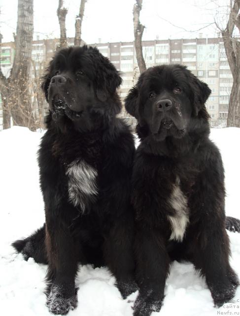 Фото: ньюфаундленд Mag Ispolin Loyengrin (Маг Исполин Лоэнгрин), ньюфаундленд Mag Ispolin Lira Lyubvi (Маг Исполин Лира Любви)