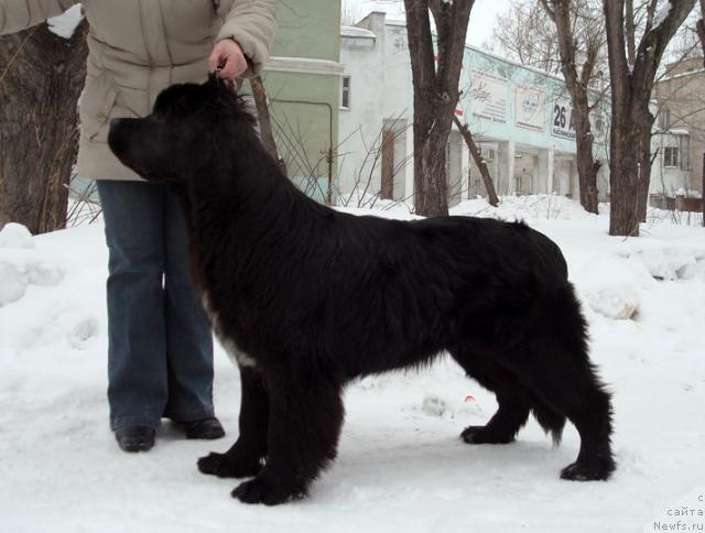 Фото: ньюфаундленд Mag Ispolin Lira Lyubvi (Маг Исполин Лира Любви)
