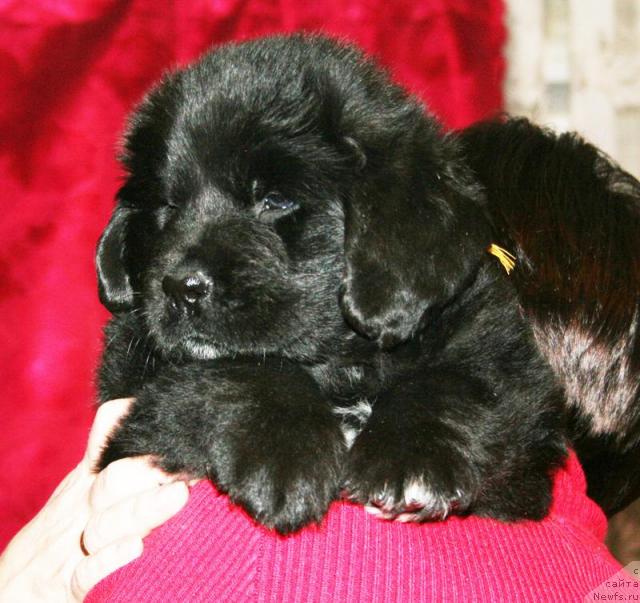 Фото: Щенок-сука с желтой ниткой от [d4325], ньюфаундленд Elefanta Brown iz Antagrada (Элефанта Браун из Антаграда)