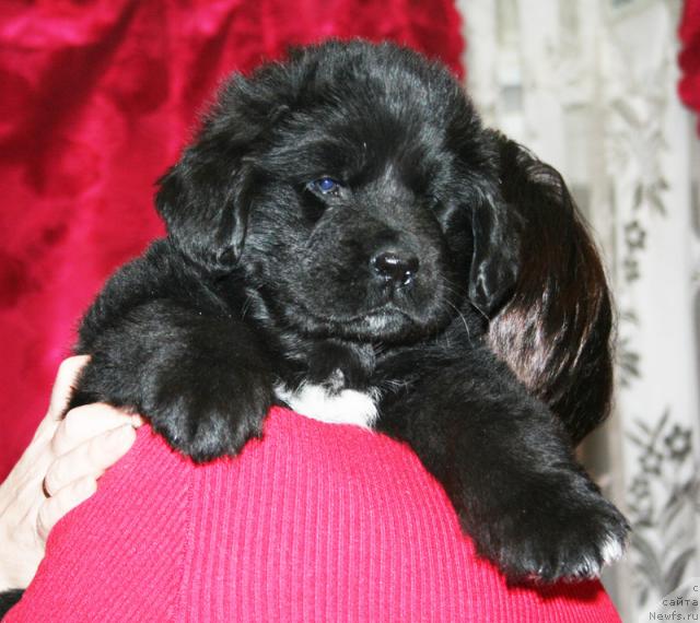 Фото: Щенок-сука с желтой ниткой от [d4325], ньюфаундленд Elefanta Brown iz Antagrada (Элефанта Браун из Антаграда)