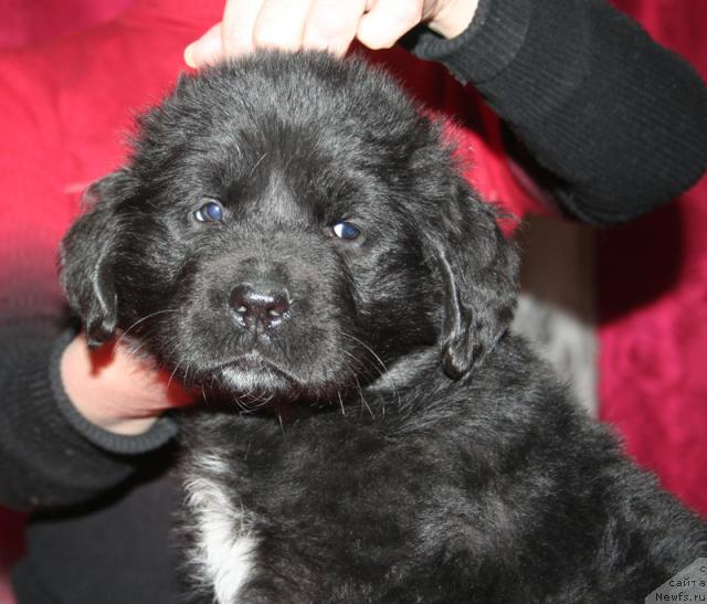 Фото: Щенок-сука с желтой ниткой от [d4325], ньюфаундленд Elefanta Brown iz Antagrada (Элефанта Браун из Антаграда)