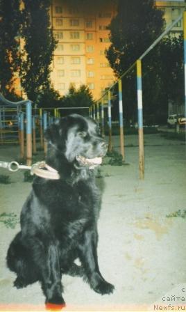 Фото: ньюфаундленд Dana Anchar (Дана Анчар)