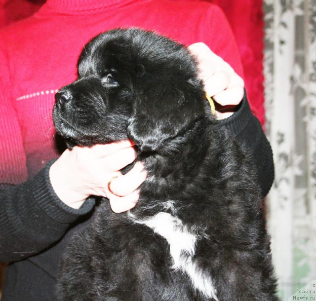 Фото: Щенок-сука с желтой ниткой от [d4325], ньюфаундленд Elefanta Brown iz Antagrada (Элефанта Браун из Антаграда)