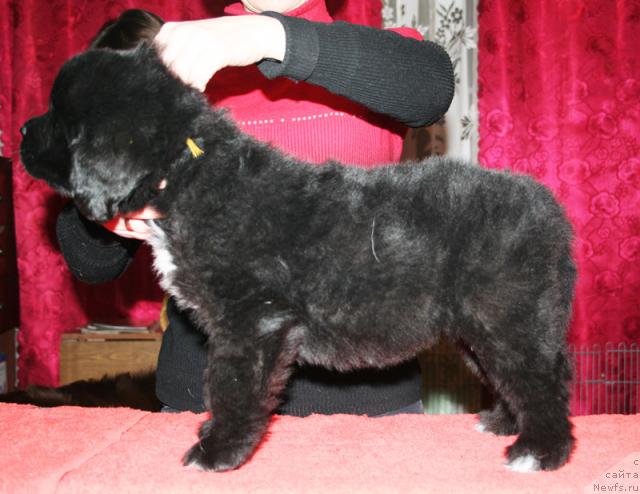 Фото: Щенок-сука с желтой ниткой от [d4325], ньюфаундленд Elefanta Brown iz Antagrada (Элефанта Браун из Антаграда)