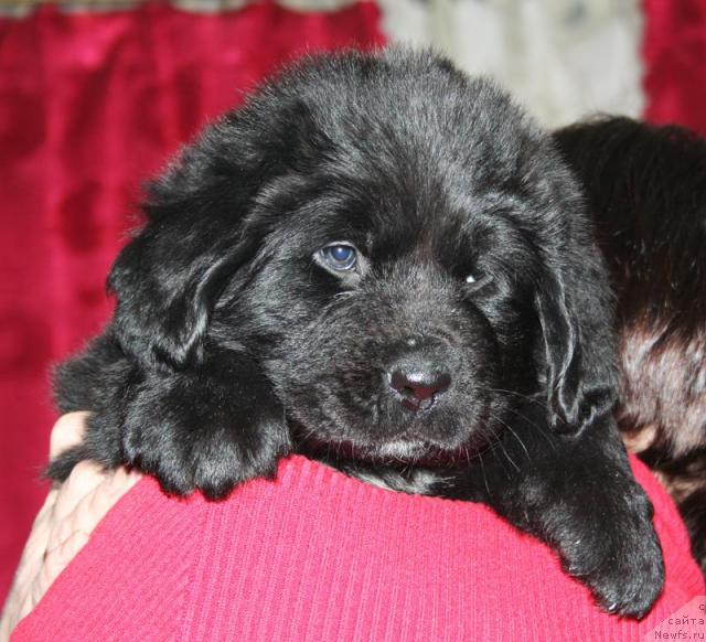 Фото: Щенок-сука с красной ниткой от [d4325], ньюфаундленд Elefanta Brown iz Antagrada (Элефанта Браун из Антаграда)