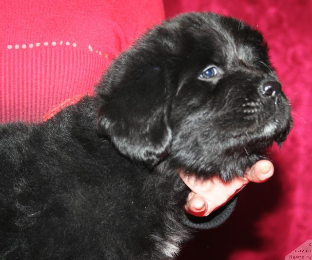 Фото: Щенок-сука с красной ниткой от [d4325], ньюфаундленд Elefanta Brown iz Antagrada (Элефанта Браун из Антаграда)
