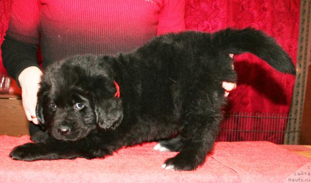 Фото: Щенок-сука с красной ниткой от [d4325], ньюфаундленд Elefanta Brown iz Antagrada (Элефанта Браун из Антаграда)