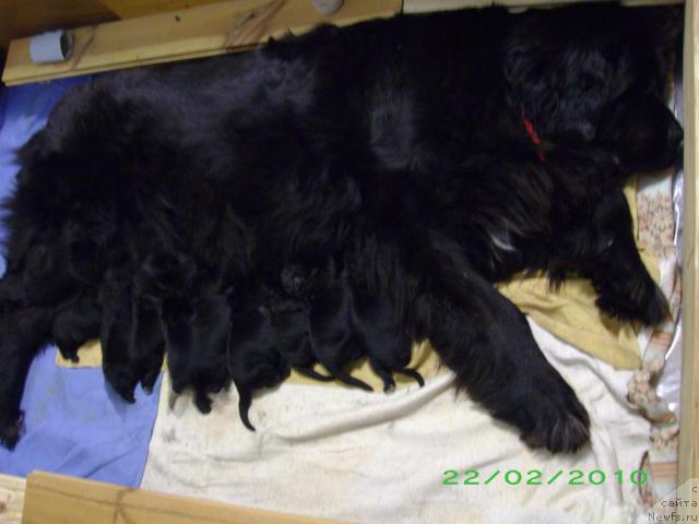 Фото: ньюфаундленд Butterfly from Giant's Island